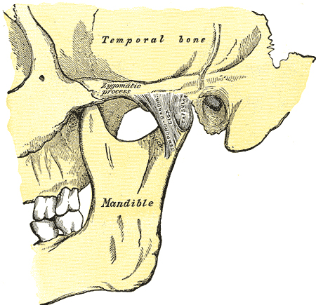 temporomandibular joint - TMJ